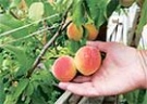 Персики в зоне риска