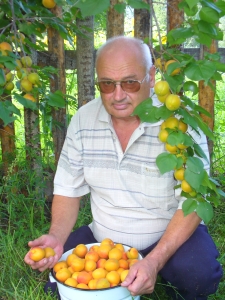 Сибирские абрикосы - слагаемые успеха