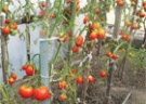 Формировка томатов