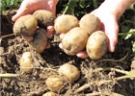 Отличный урожай картошки