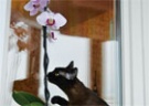 Какие домашние растения вредны для кошек?