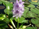 Эйхорния, или водяной гиацинт. «Пылесос»  для пруда 