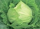 Уменьшение нитратов в овощах