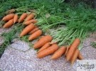 Про морковь и поясницу