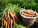 Вырастим хорошую морковь!