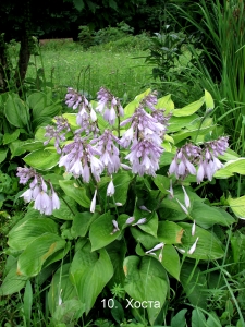 hosta.jpg