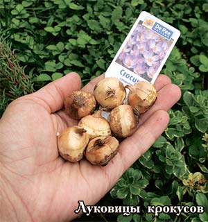 посадка.jpg посадка.jpg