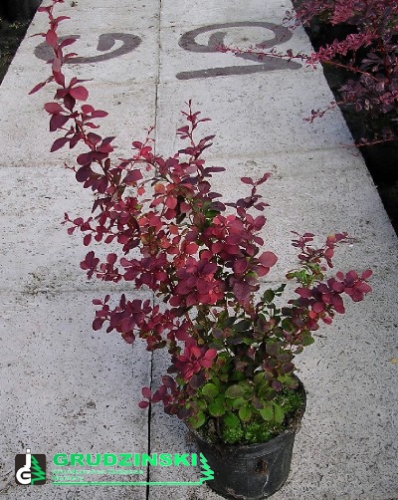 Berberis_thunb_Coronita.jpg