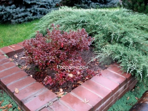 mop.jpg mop.jpg