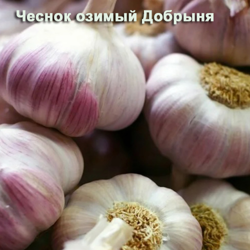 ддобрыня ддобрыня