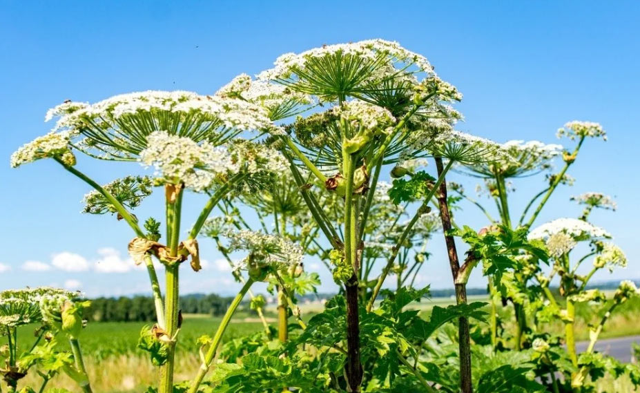 борщевик борщевик