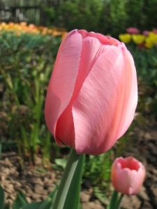 pinkl.jpg pinkl.jpg
