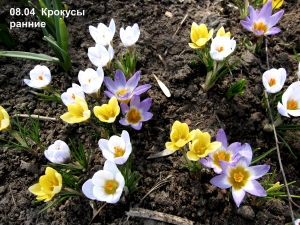 krokus.jpg krokus.jpg