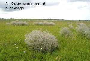 priroda.jpg priroda.jpg