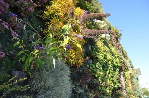 semiahmoo-green-wall-by-green-over.jpg