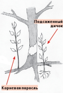 prri1f.jpg prri1f.jpg