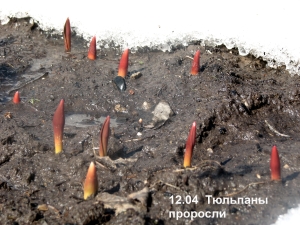 tulip.jpg tulip.jpg
