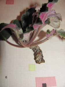 06.jpg 06.jpg