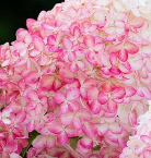 ПИНК И РЕД ГОРТЕНЗИИ / Красные и розовые метельчатые гортензии - самые модные сорта.