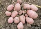 Что выращиваем - картофель или "горох"?