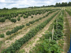 �������� �����������