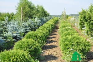 �������� ������������ �������� ��������