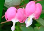     ( , Dicentra)