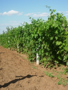 �������� ������ �.�. ������� ���������