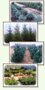 �������� ������������ �������� �����-������