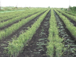 ������������� �������� ��������� ���