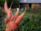 Как вырастить красивую морковь?