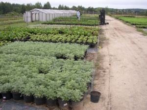 �������� ������� ��� ���̻