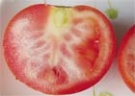 Деревянные помидоры, или столбур томатов