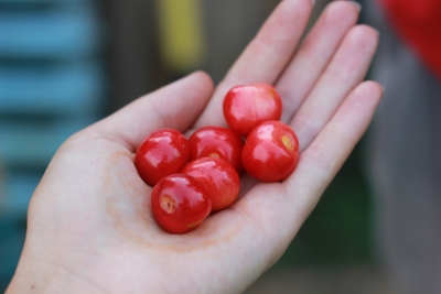 �������� �������. ������ ���� ����������. ������� �������� "���"