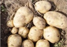 Как вырастить ранний картофель
