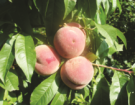 Выращивание персика в Сибири. Укрытие на зиму 