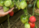 Выращивание рассады томатов от семечка до первой подкормки
