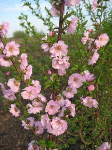 prunus2_450x6001.jpg