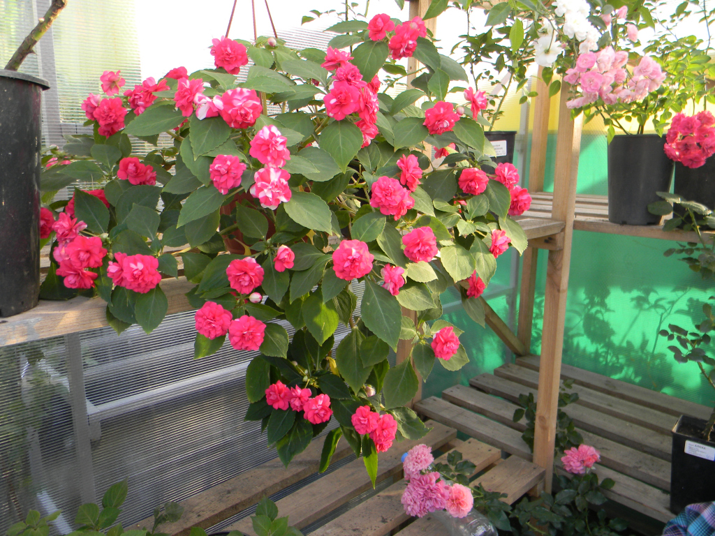 img15371385691517.jpg
