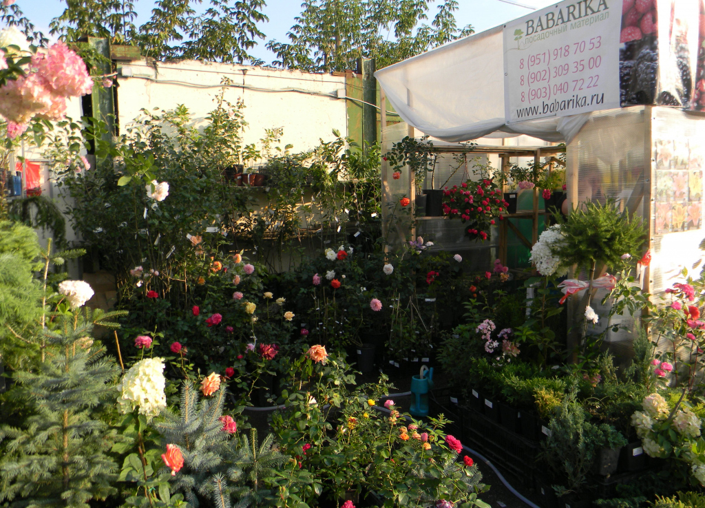 img15371369524150.jpg
