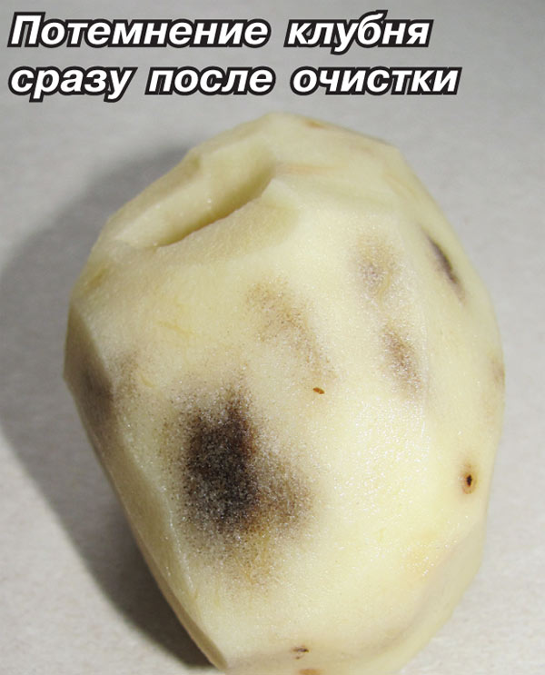 Картошка чернеет что делать. Потемнение картофеля. Потемнение мякоти клубней картофеля. Перемороженный картофель. Подмерзшая картошка.