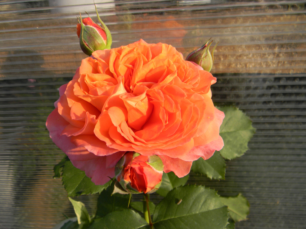 img15371367065945.jpg