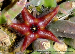 Stapelia_asteria.jpg