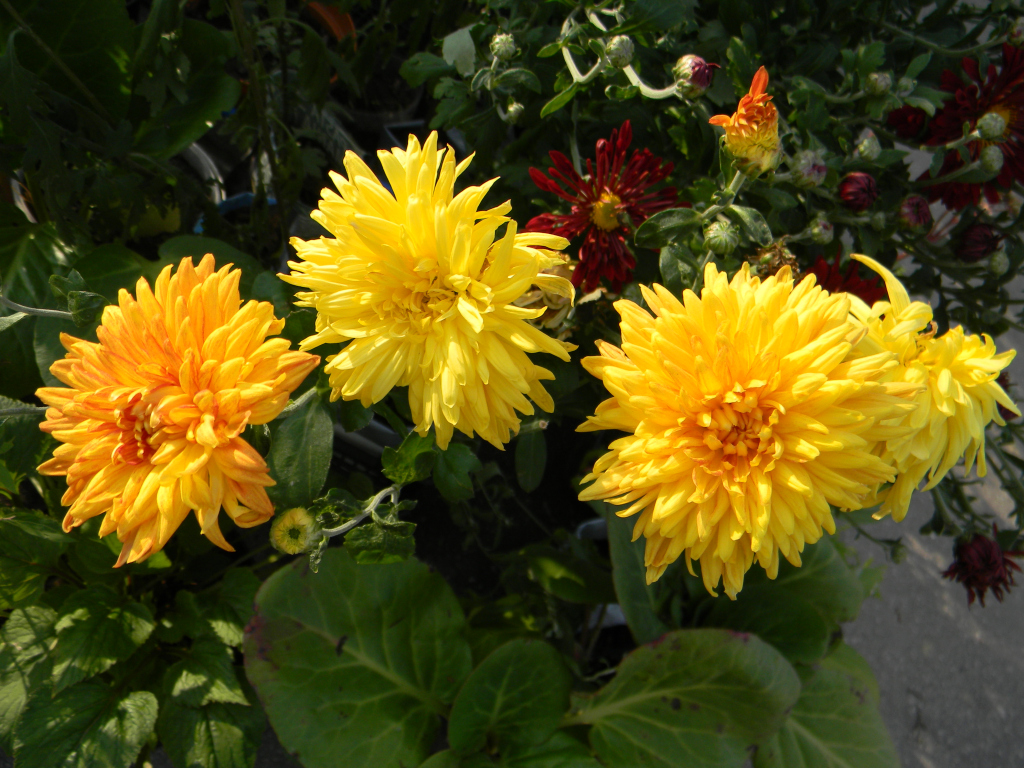 img15371373701978.jpg